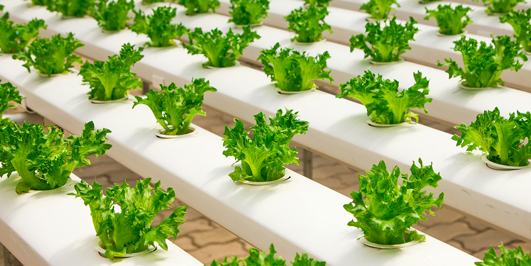 消费升级驱动供给变革，特色、有机蔬菜赛道迎来高增长期